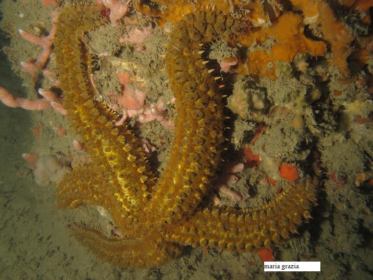 Marthasterias glacialis